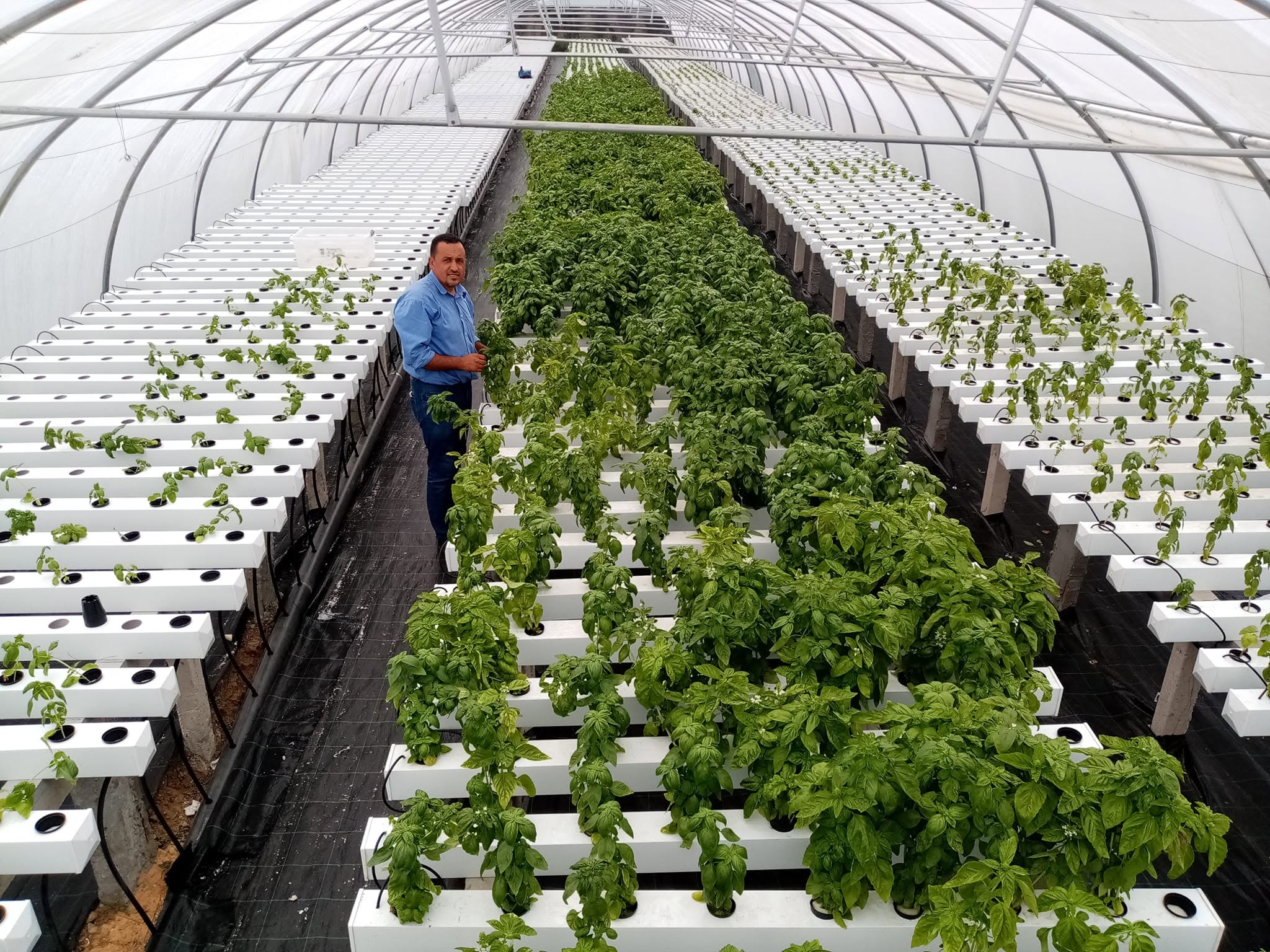 Production de basilic en hydroponie
